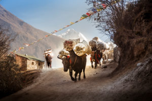 Nepal cattle with load and porters on the way, mountains in the background Nepal cattle with load and porters on the way, mountains in the background